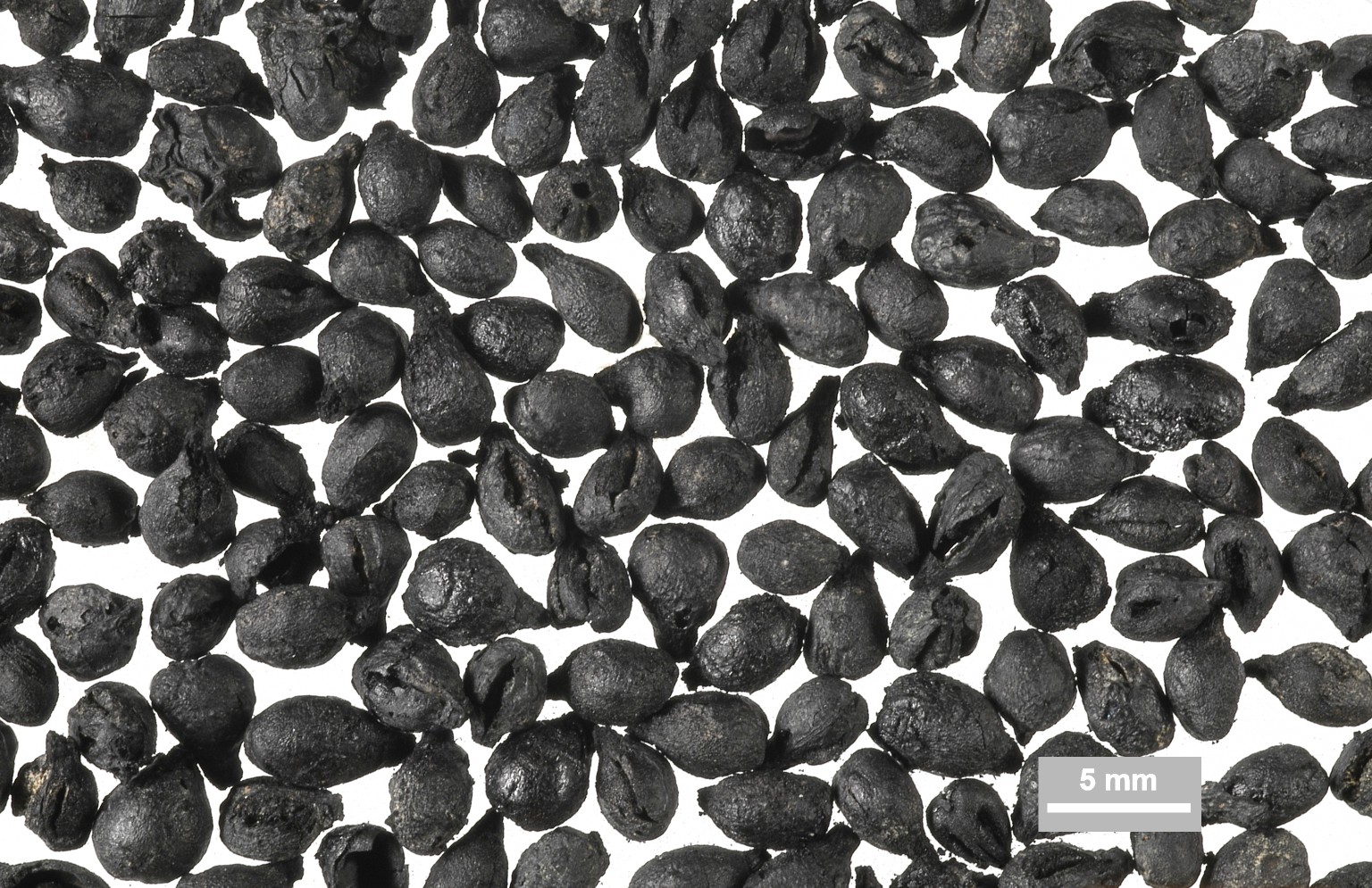 Conjunt de pinyols de raïm carbonitzats del Mas d’en Gual, amb escala de 5 mm.