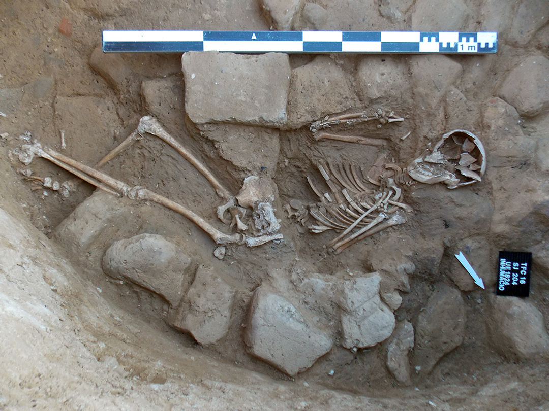 Detall de les restes humanes durant l’excavació de la sitja 204.