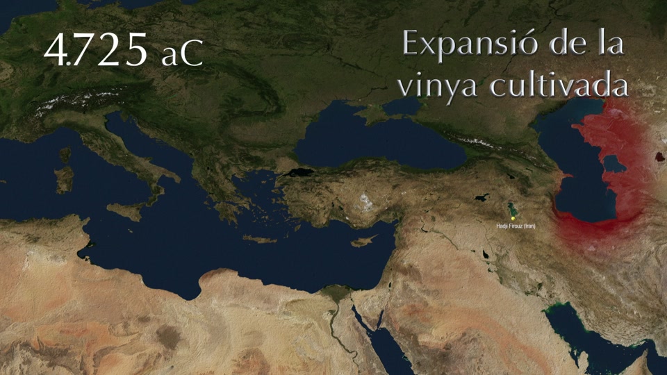 Origen i extensió de la vinya